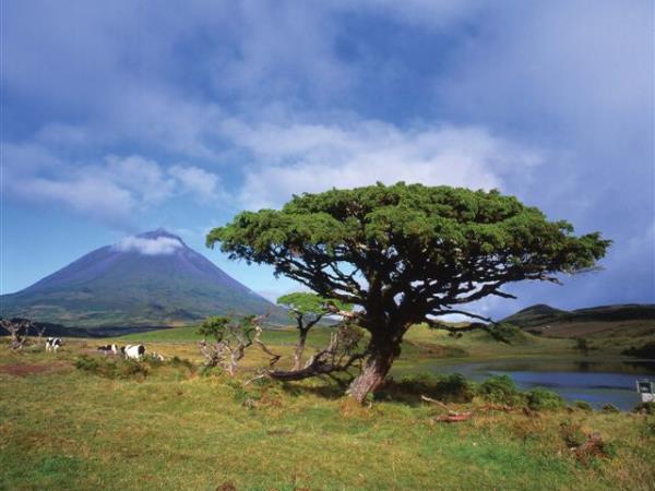 Pico Island fly drive holiday in the Azores