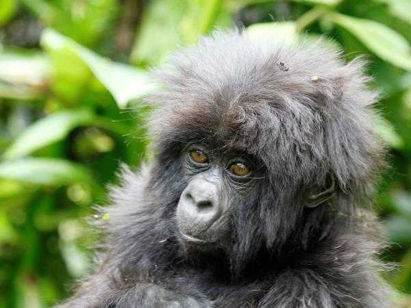 Uganda safari holiday, gorillas, chimps & lions