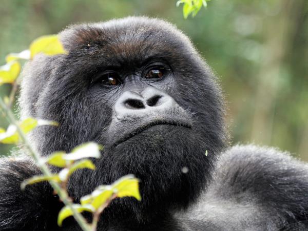 Uganda safari holiday, gorillas, chimps & lions