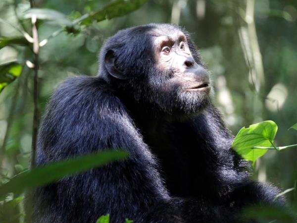 Uganda safari holiday, gorillas, chimps & lions