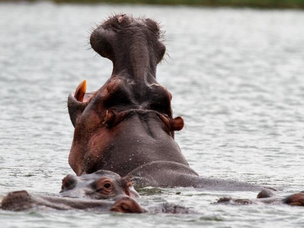 Uganda safari holiday, gorillas, chimps & lions