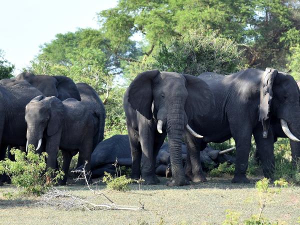 Uganda safari holiday, gorillas, chimps & lions