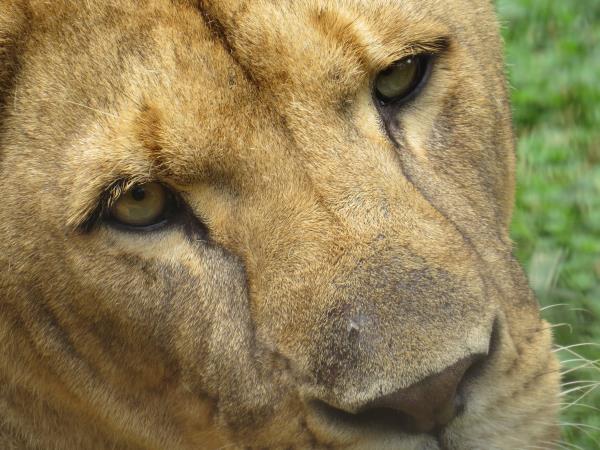 Uganda safari holiday, gorillas, chimps & lions