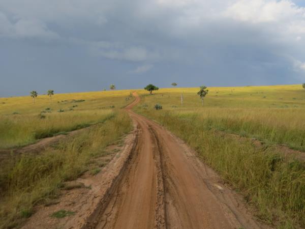 Uganda safari holiday, gorillas, chimps & lions