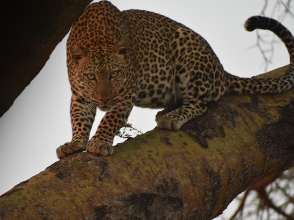 Uganda safari holiday, gorillas, chimps & lions
