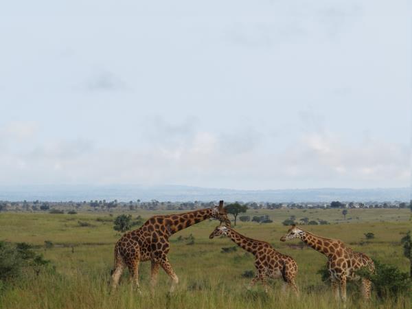 Uganda safari holiday, gorillas, chimps & lions