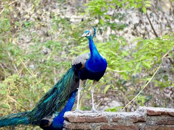 Ranthambore holiday with Golden Triangle, India