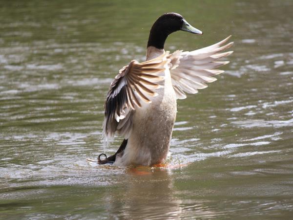 Ranthambore holiday with Golden Triangle, India
