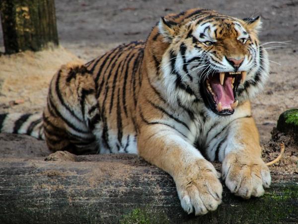 Ranthambore holiday with Golden Triangle, India