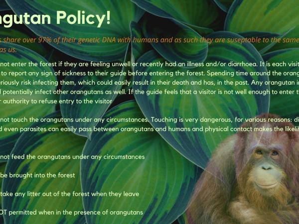 Kutai National Park orangutan holiday, Borneo