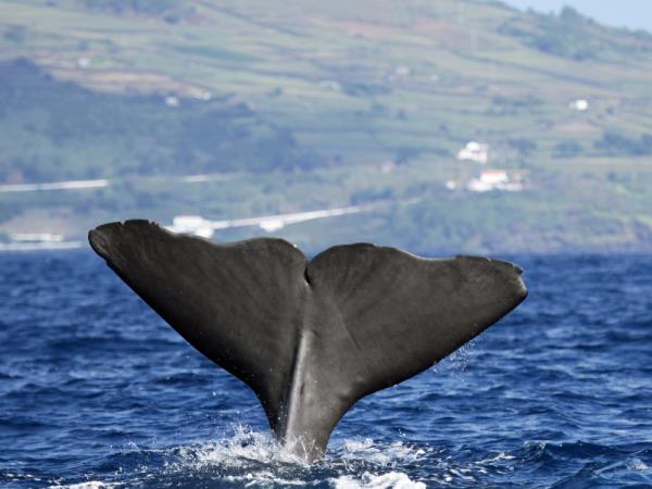 Sao Miguel tour in the Azores