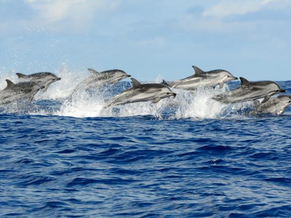 Sao Miguel tour in the Azores