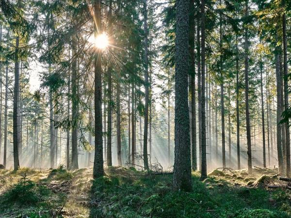 Lapland summer holiday in Sweden