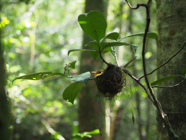 Essence of Madagascar small group tour