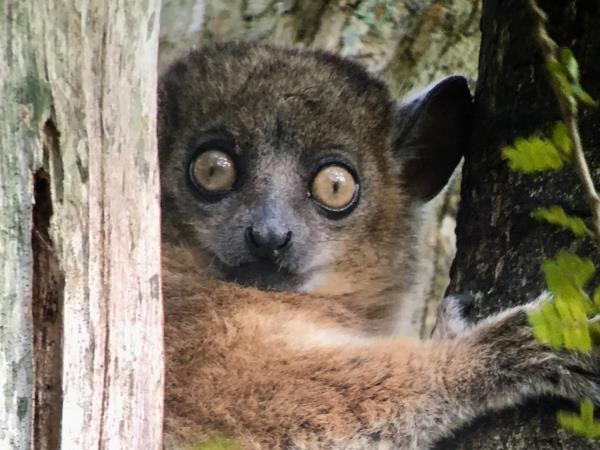 Essence of Madagascar small group tour