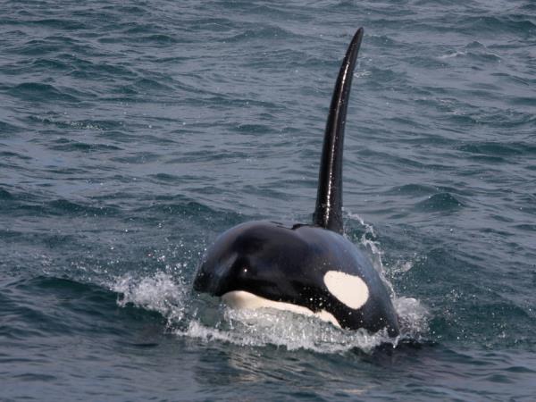 Iceland fly drive holiday, orcas & auroras