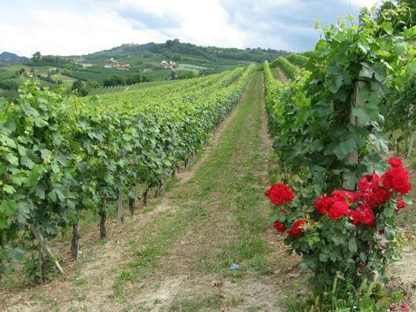 Romagna cycling holiday in Italy