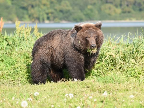 Kamchatka bear watching holiday