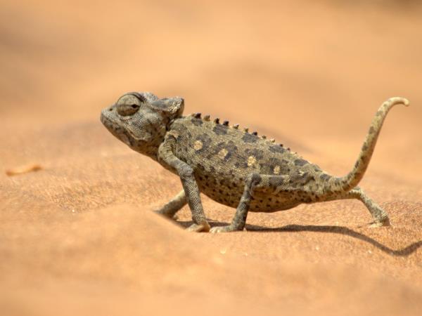 Namibian deserts and wildlife tour