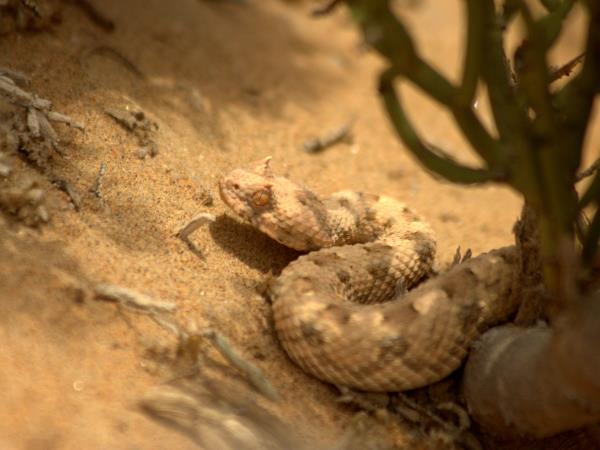 Namibian deserts and wildlife tour
