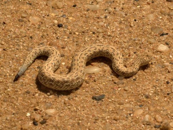 Namibian deserts and wildlife tour