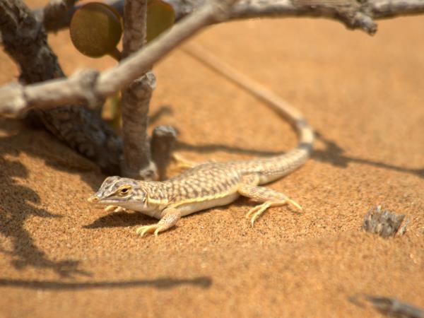 Namibian deserts and wildlife tour
