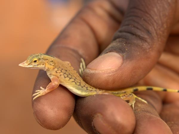 Namibian deserts and wildlife tour