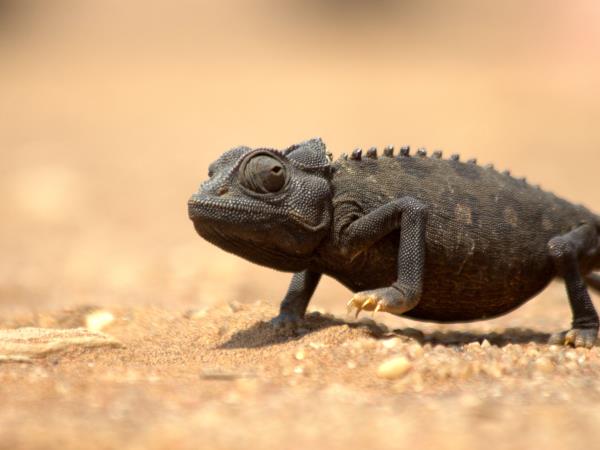 Namibian deserts and wildlife tour
