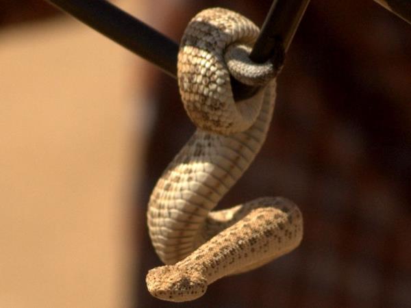 Namibian deserts and wildlife tour