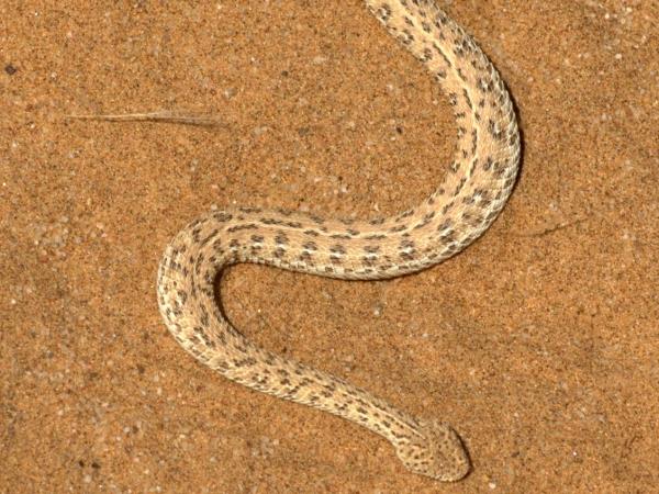 Namibian deserts and wildlife tour