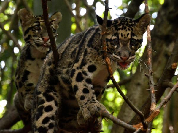 Nepal clouded leopard expedition