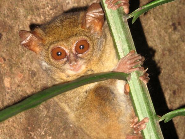 Sulawesi wildlife tour in Indonesia