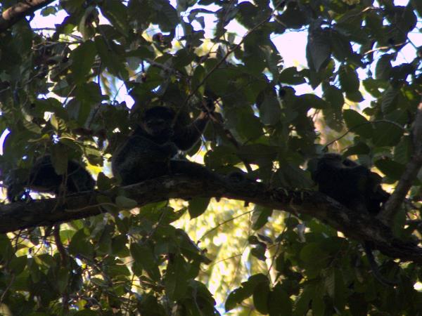 Sulawesi wildlife tour in Indonesia