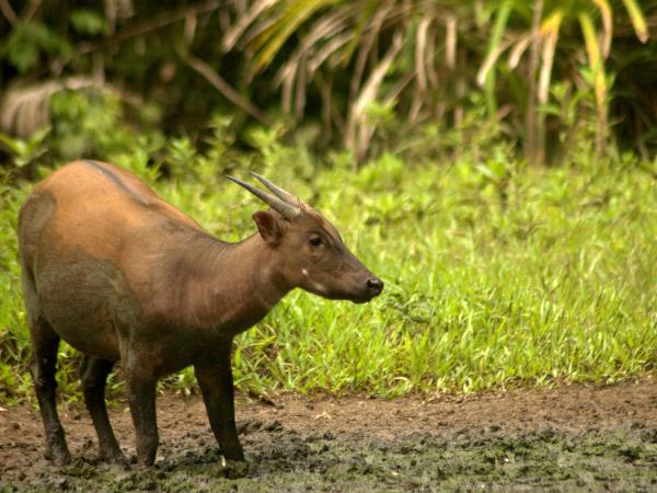 Sulawesi wildlife tour in Indonesia
