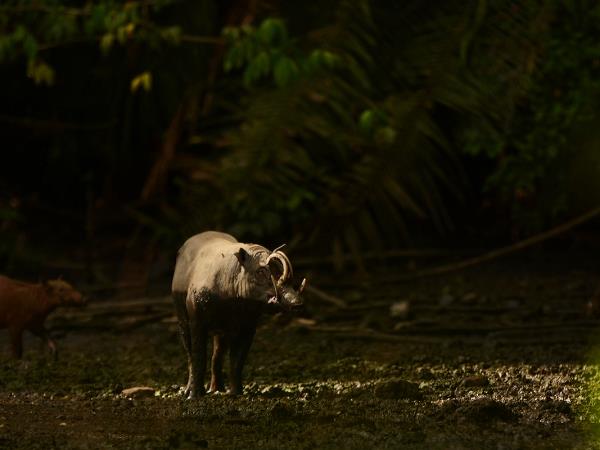 Sulawesi wildlife tour in Indonesia