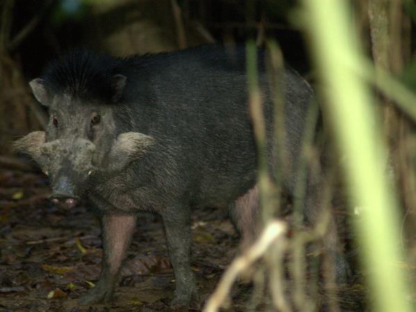 Sulawesi wildlife tour in Indonesia