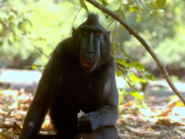 Sulawesi wildlife tour in Indonesia