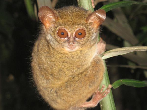Sulawesi wildlife tour in Indonesia