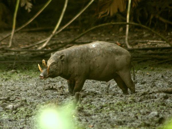 Sulawesi wildlife tour in Indonesia
