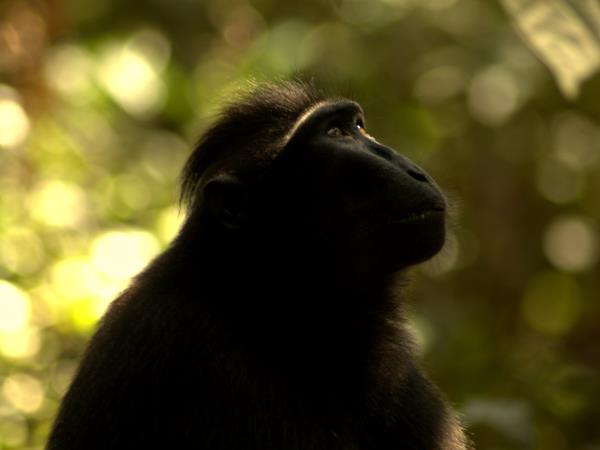 Sulawesi wildlife tour in Indonesia