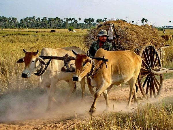 Cambodia highlights tour, 7 days
