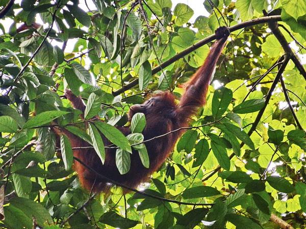Sumatra to Bali tour