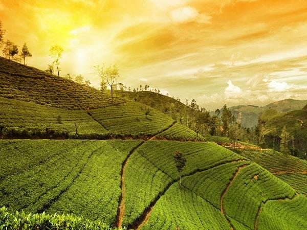 Kerala bespoke tour