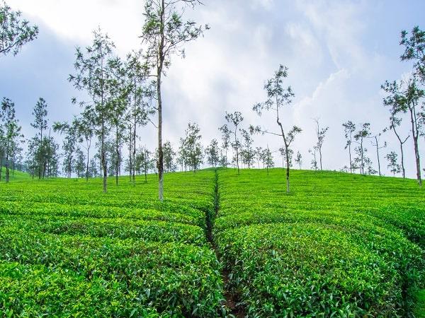 Kerala bespoke tour