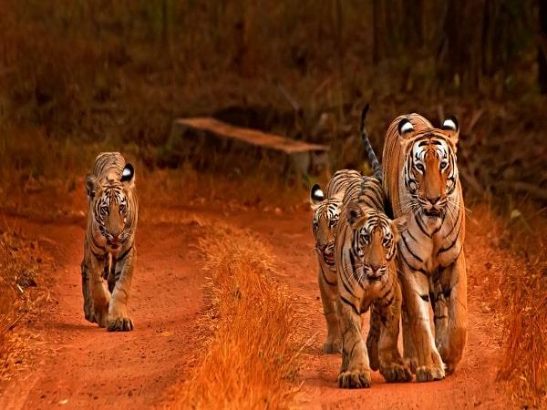 India Golden Triangle and tiger safari holiday