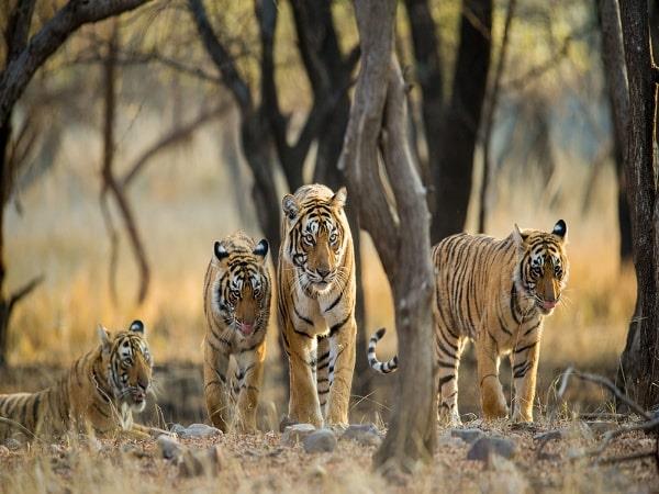 India Golden Triangle and tiger safari holiday