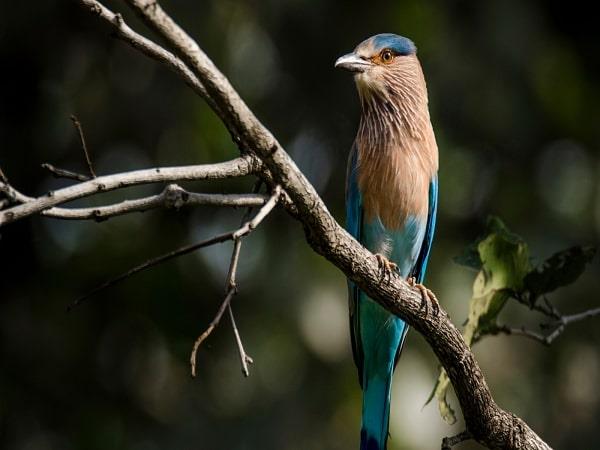 Wildlife tour of India