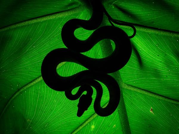 Amazon wildlife photography holiday in Peru