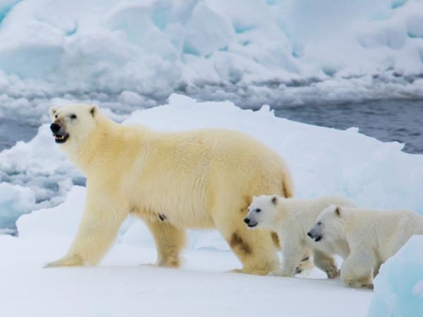 10 Day Introduction to Spitsbergen holiday