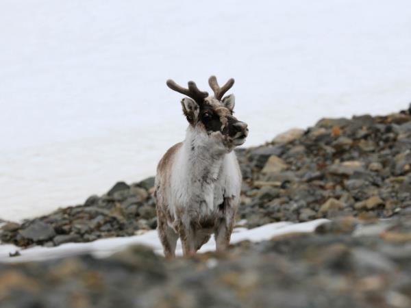 Highlights of Spitsbergen holiday